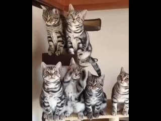 funny cats and cats, a selection of jokes 2022
