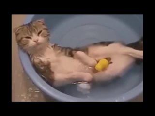 funny cats and cats, a selection of jokes 2022 part 2